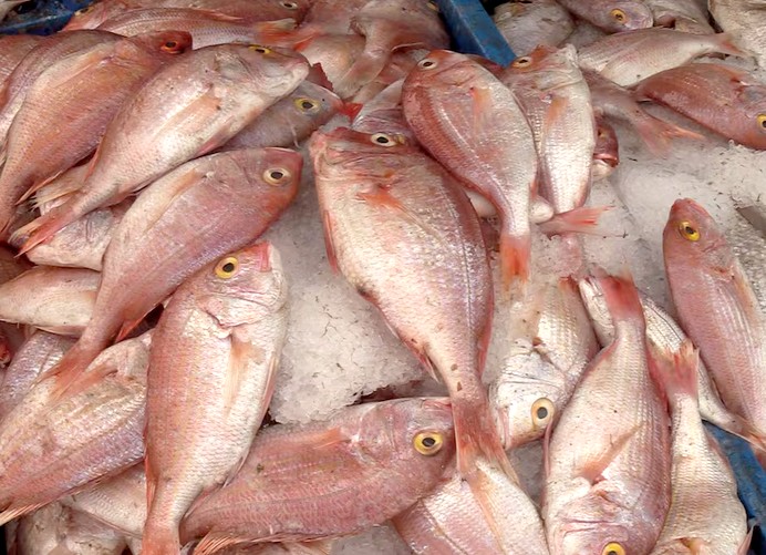 Mauritanie: malgré une abondance du poisson, les prix demeurent élevés