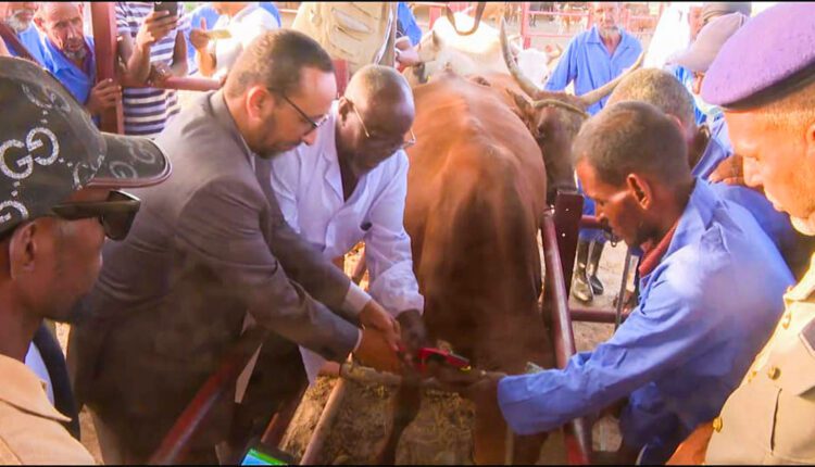 Hodh Charghi : le ministre de l’élevage lance la campagne annuelle pour l’amélioration de l’espèce bovine