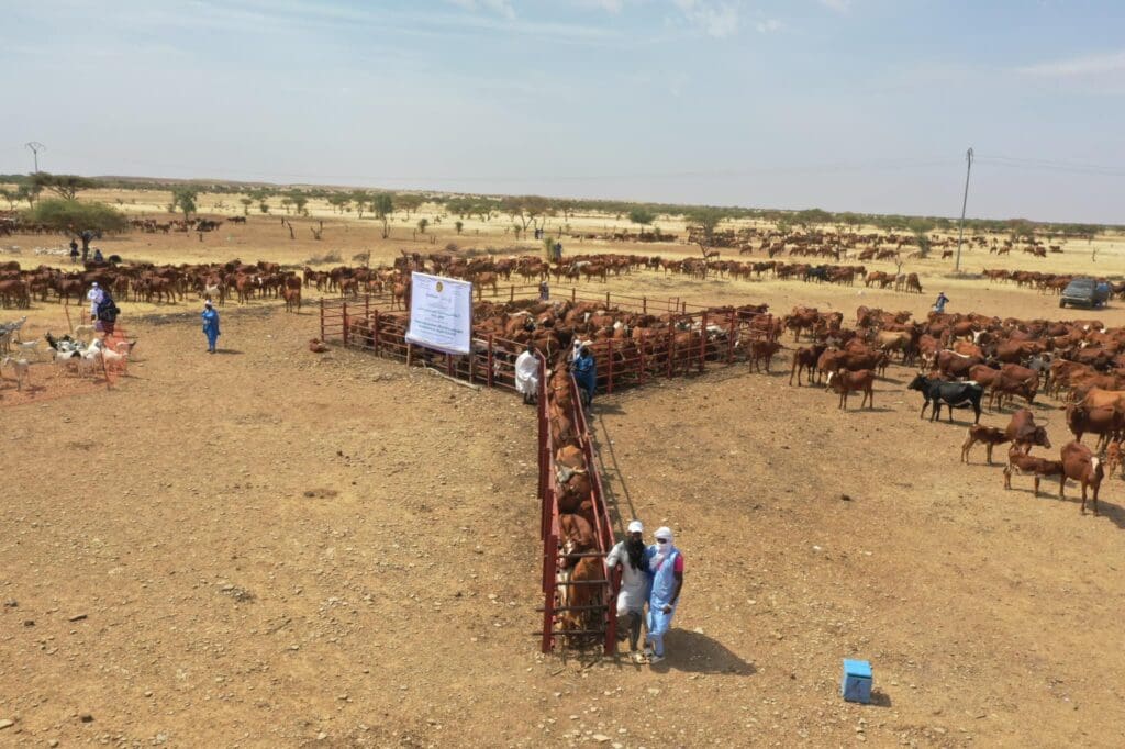 Le ministère de l’élevage reprend la campagne de vaccination du cheptel précédemment suspendue