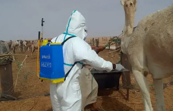 36 décès dus à la diphtérie et à la fièvre de la vallée du Rift