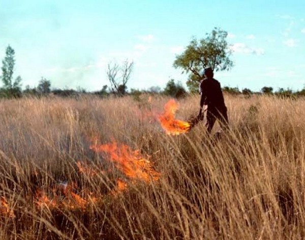 Incendies de pâturages : le Forum pour l’Environnement alerte sur une menace pour le cheptel et les populations rurales