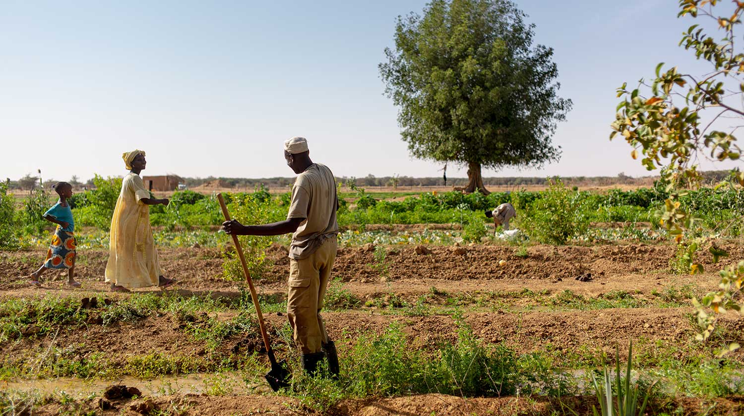 Financement supplémentaire pour le projet de soutien à la transformation agricole en Mauritanie