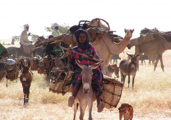 Flux de réfugiés et de leur bétail au Hodh Charghi: Les communautés agropastorales ne savent plus où donner de la tête ?